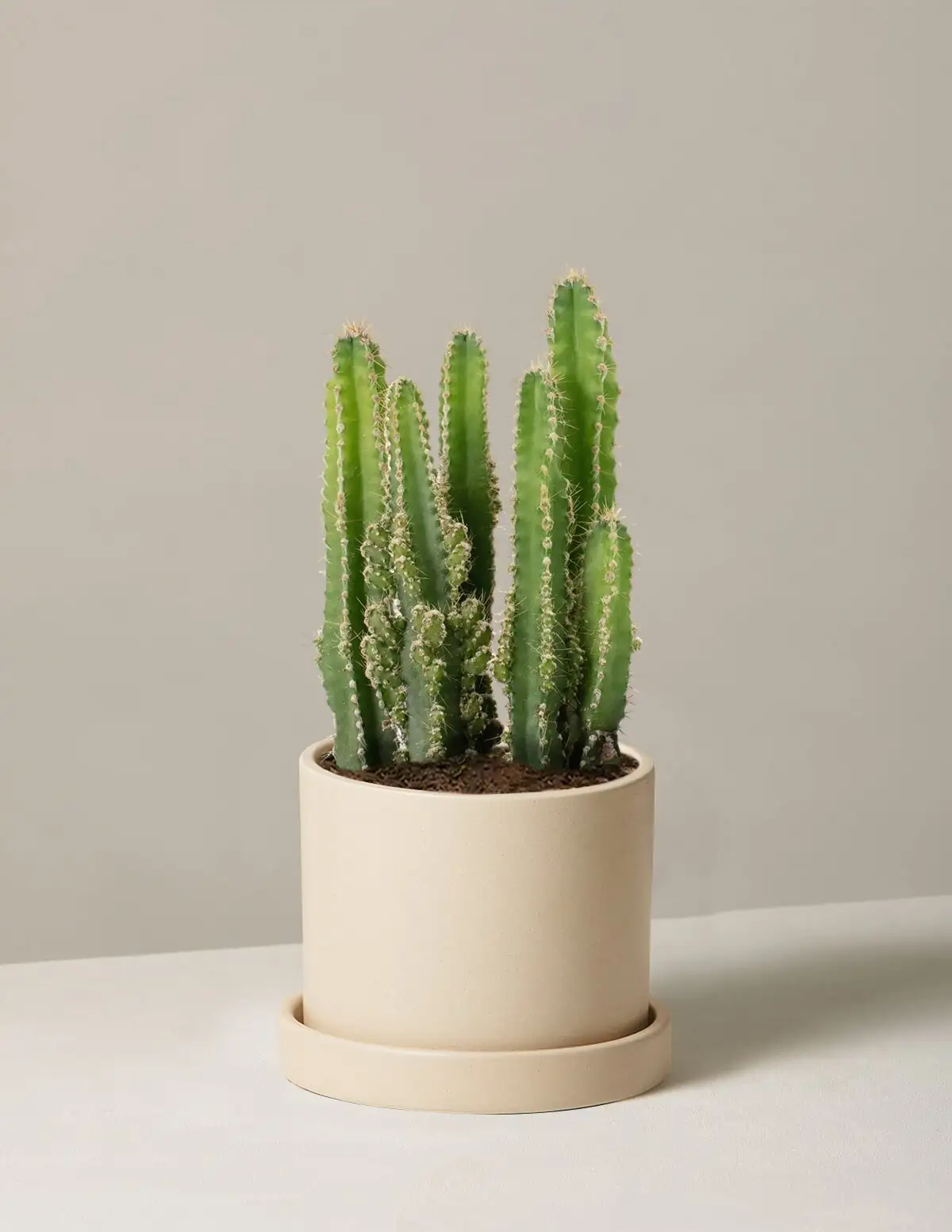 Shop Like a Collector: How to Pick a Healthy Sandcastle Cactus (and Dodge Hidden Rot)