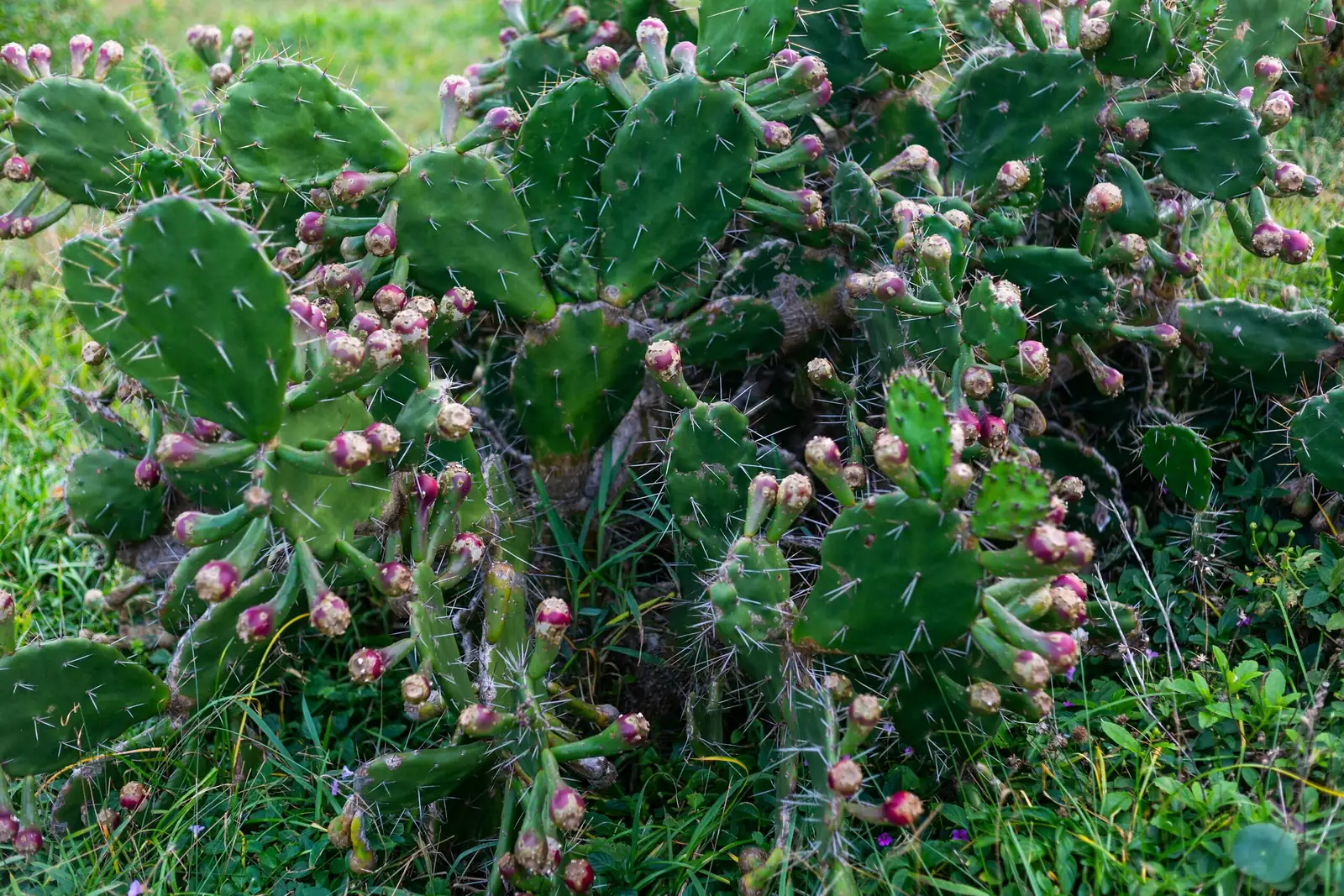 sandcastle cactus firmness test hands