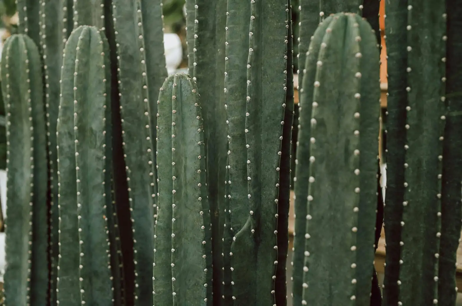 sandcastle cactus stem base closeup