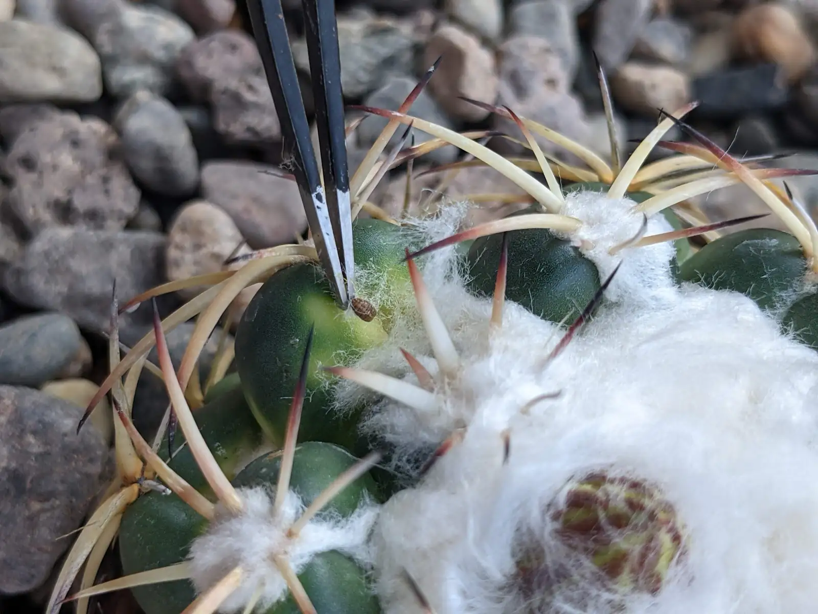 sandcastle cactus mealybug inspection macro