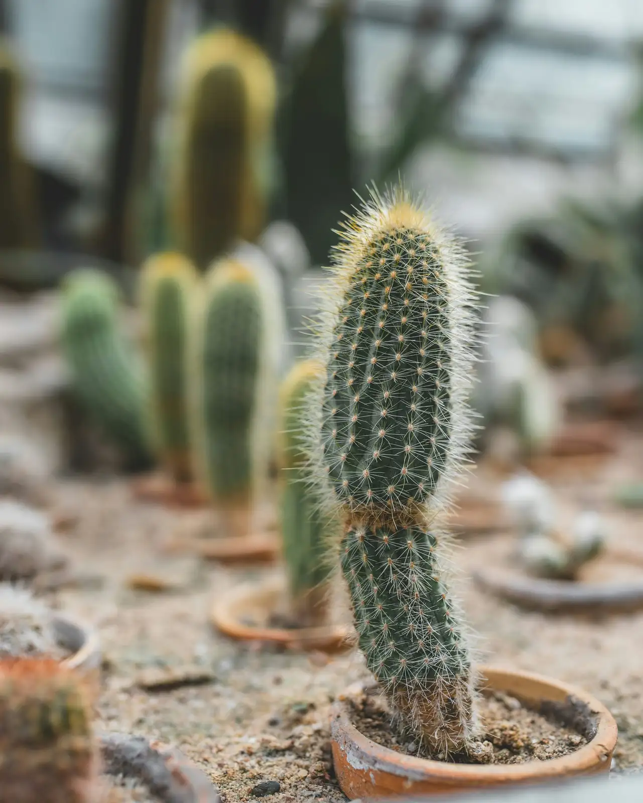 sandcastle cactus gritty soil mix