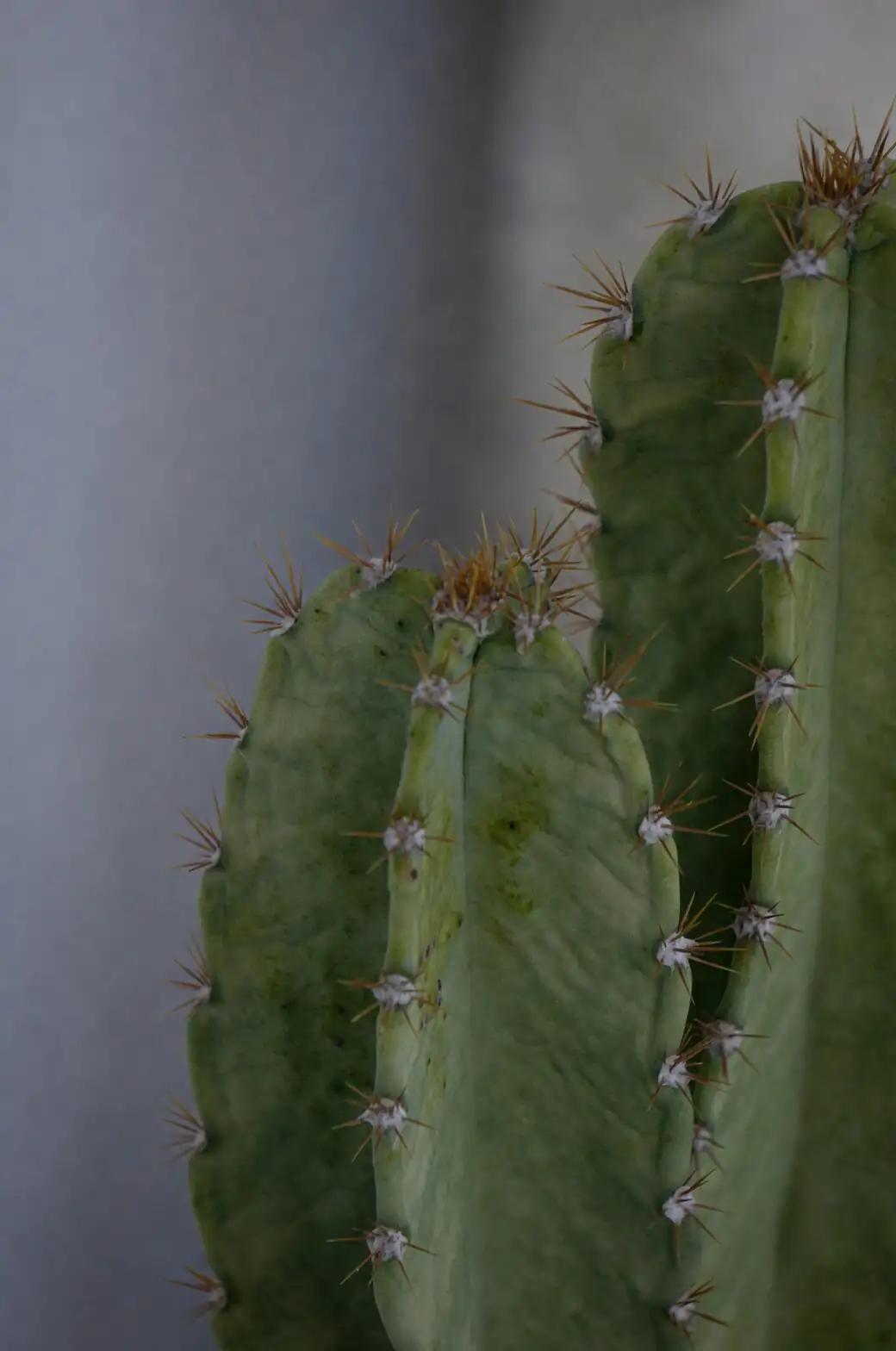 Stenocactus crispatus spine shadows wall