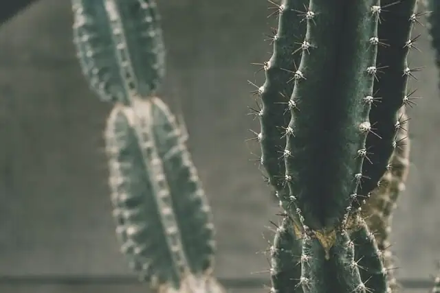 Stenocactus callus cut surface close up