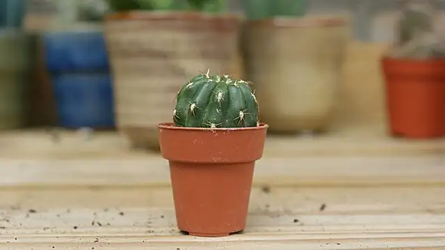 Stenocactus cuttings small fan airflow
