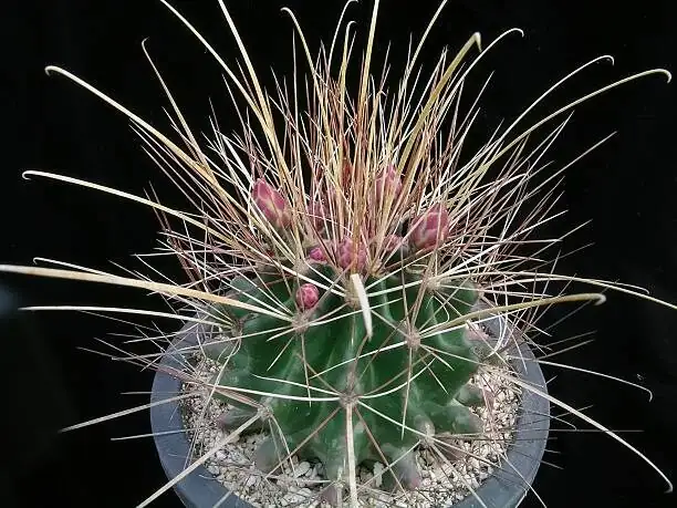 stenocactus crispatus bud stages macro
