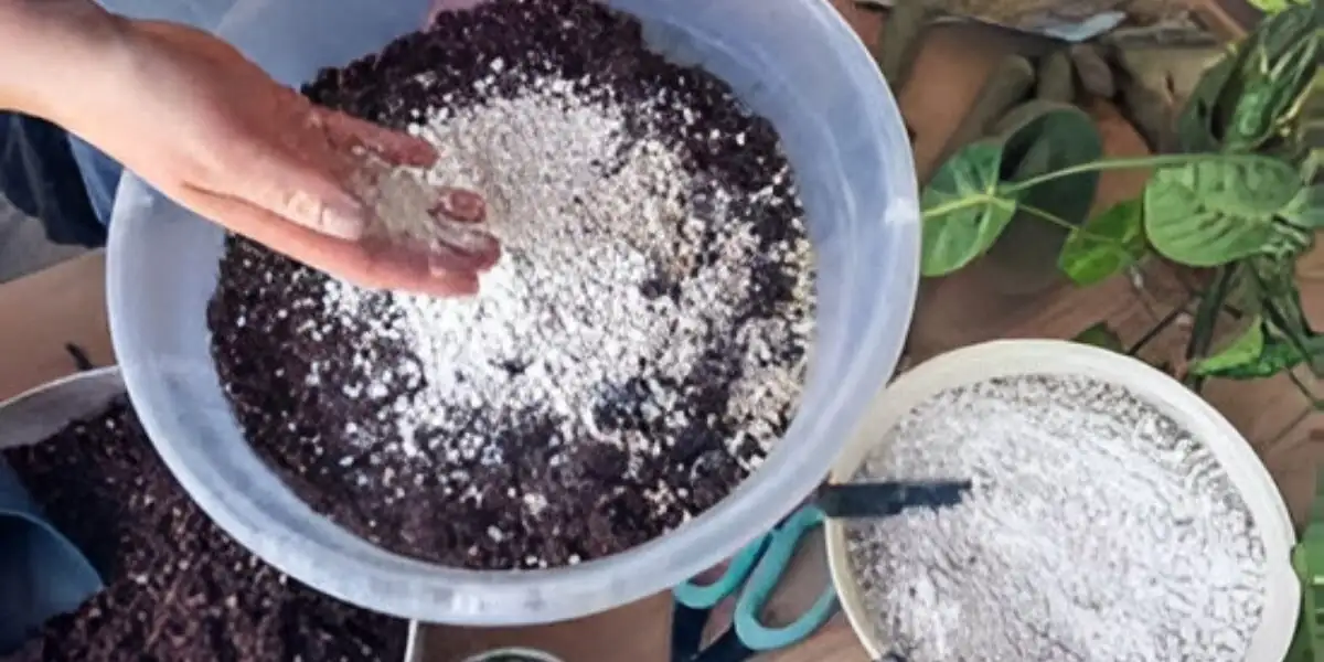 Stenocactus crispatus soil mix bowls overhead