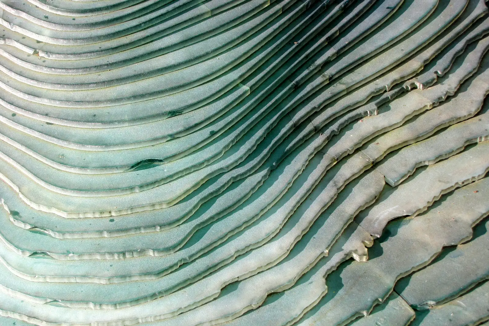 Stenocactus wavy ribs close-up