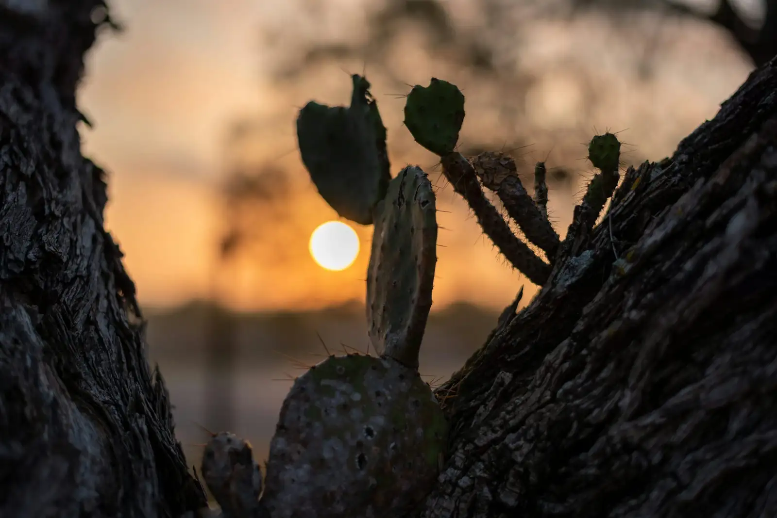 Stenocactus morning sun balcony