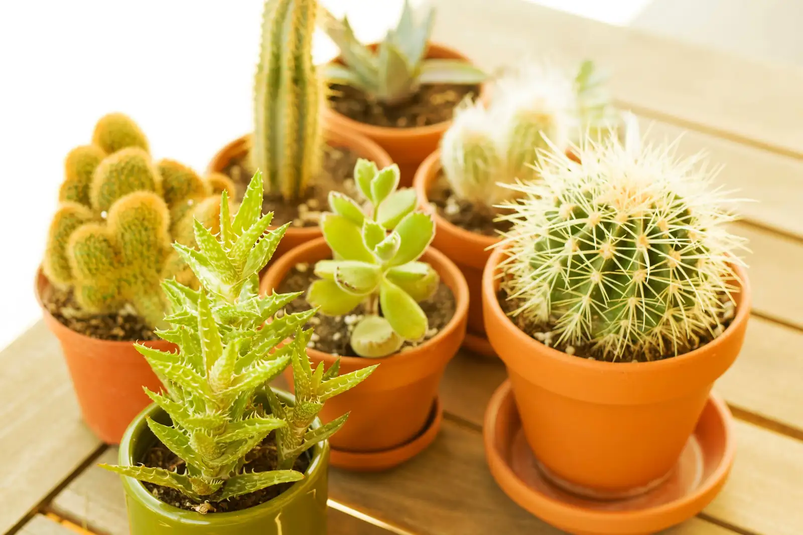 Stenocactus terracotta pot mineral soil