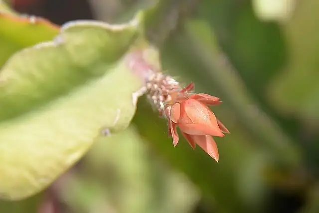 Stenocactus flower pink bloom close-up