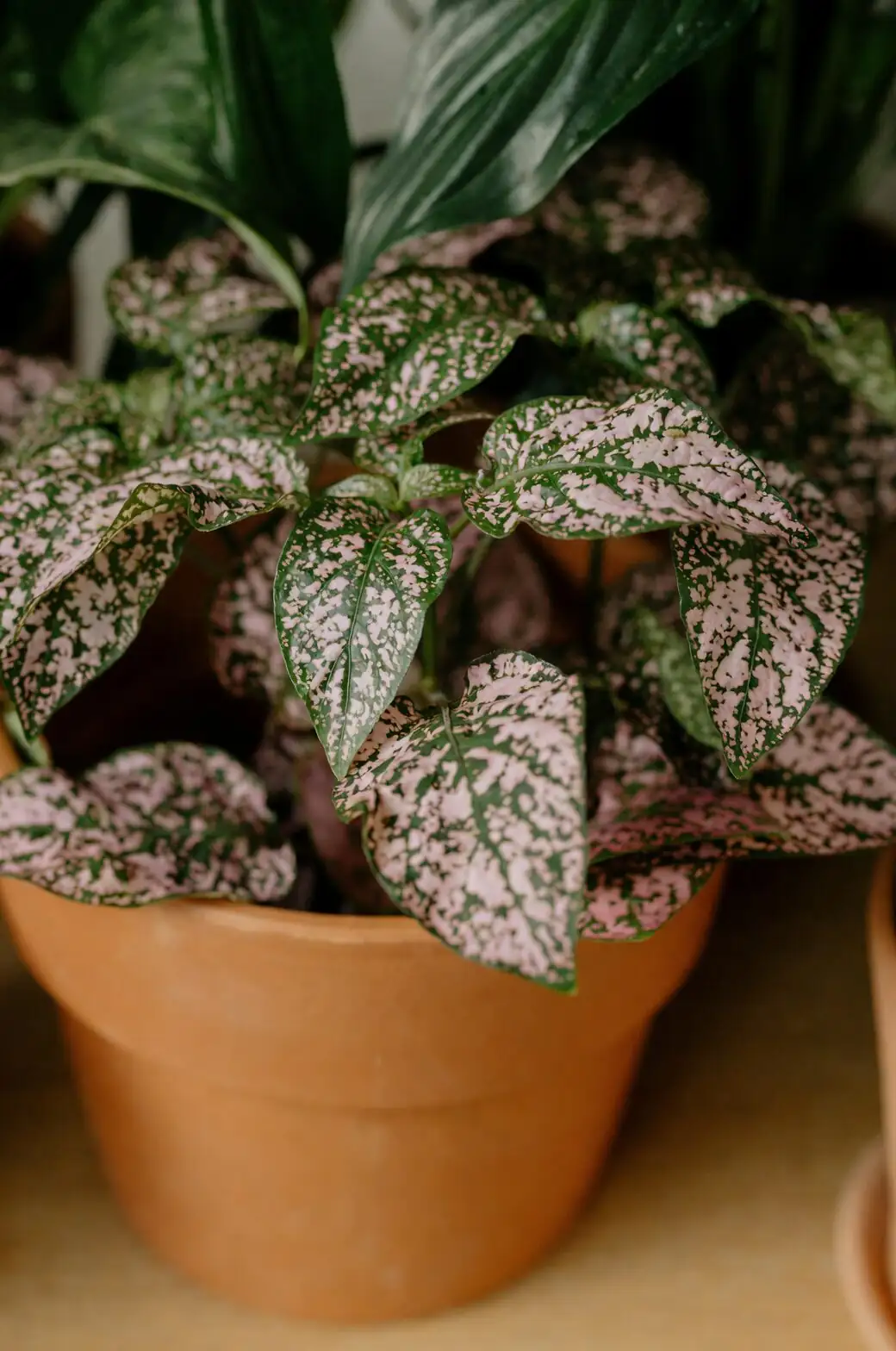 Never Let the Dots Disappear: A Seasonal Light and Water Game Plan for Polka Dot Plants