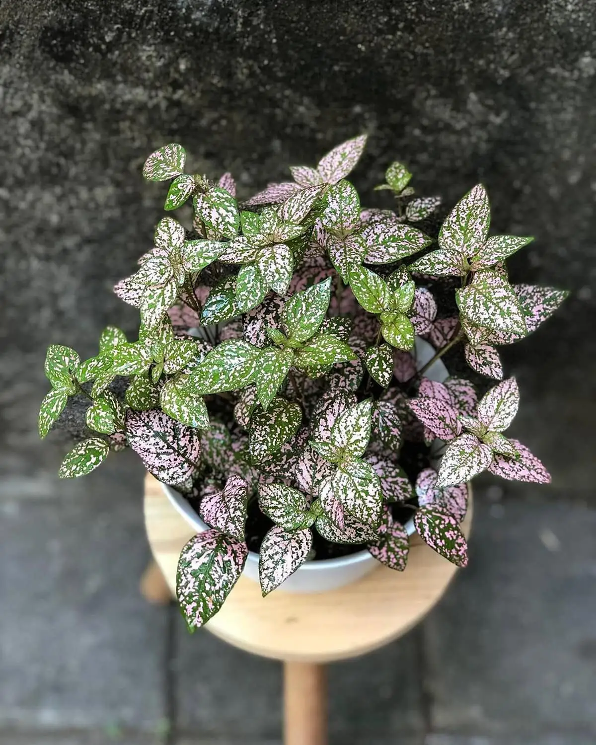 polka dot plant pinching stem tips