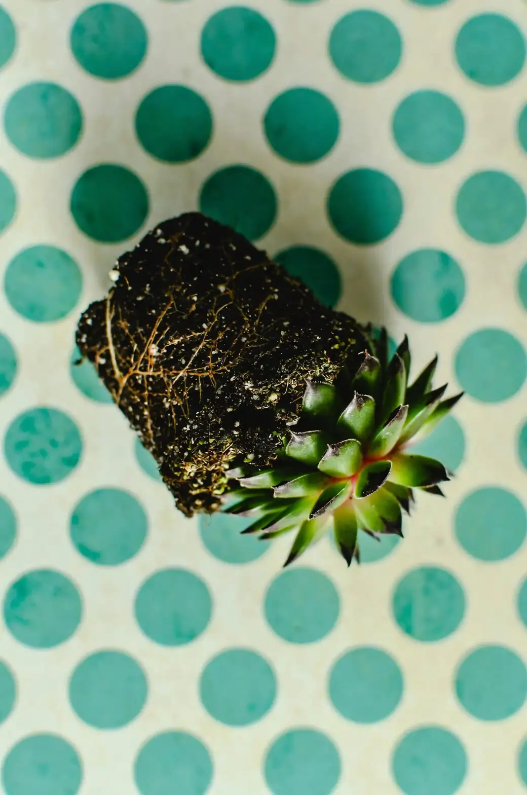 polka dot plant stem cuttings rooting