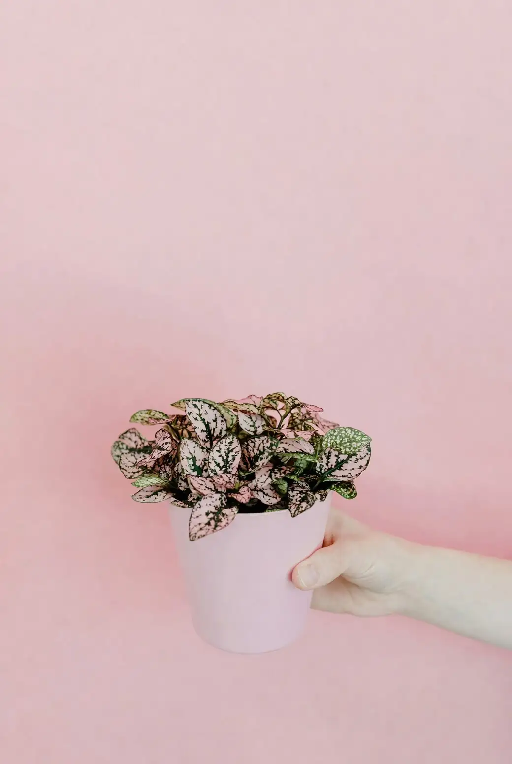 Speckles Under Siege: Beat Spider Mites and Mealybugs on Hypoestes with a 3-Week Rescue Protocol