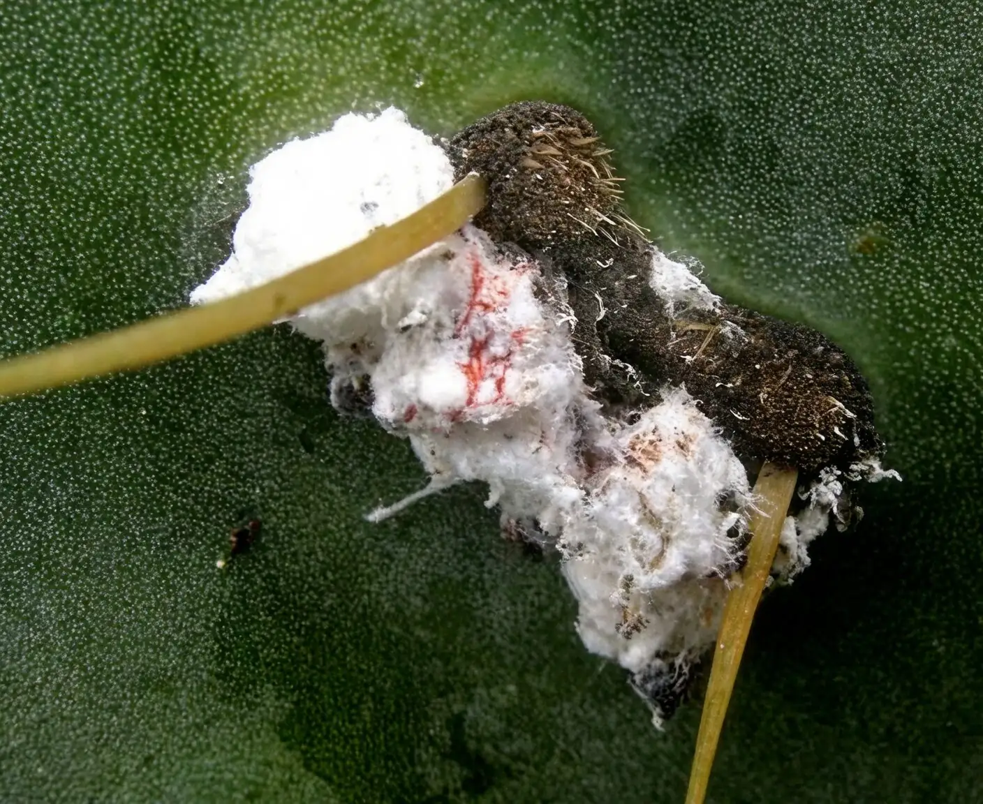 hypoestes mealybugs cottony tufts