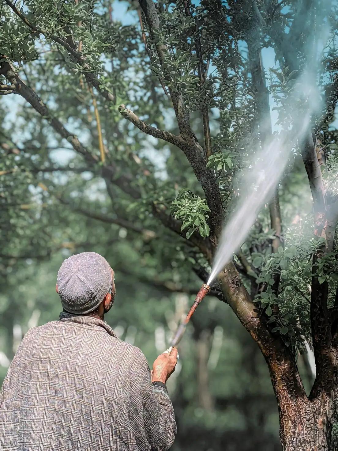 hypoestes insecticidal soap spraying