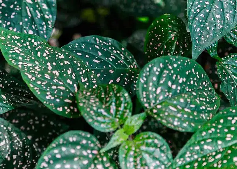 From Madagascar’s Shaded Forest Floor to Instagram Fame: The Origin Story of the Polka Dot Plant