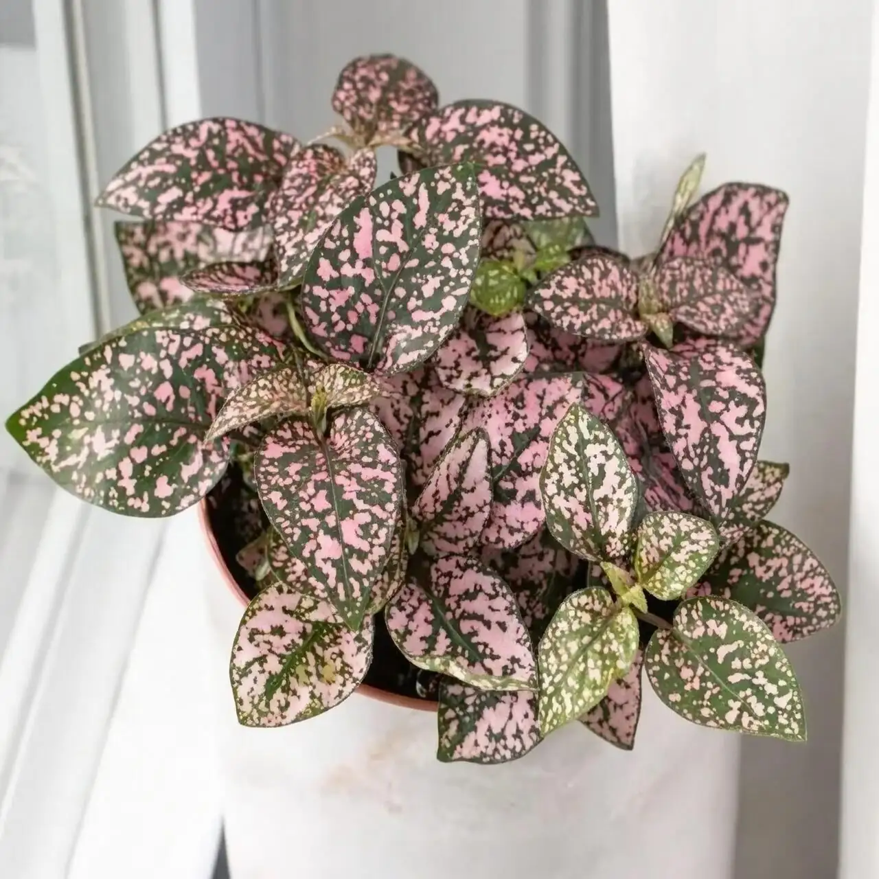 polka dot plant bright windowsill