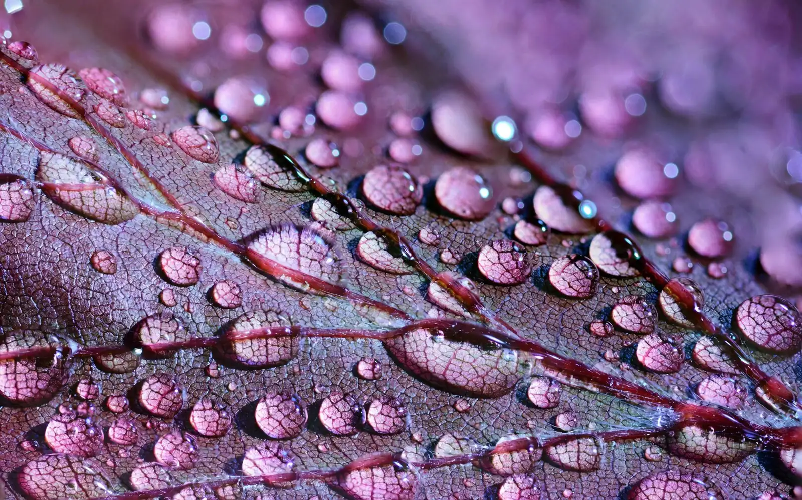 polka dot plant faded variegation low light