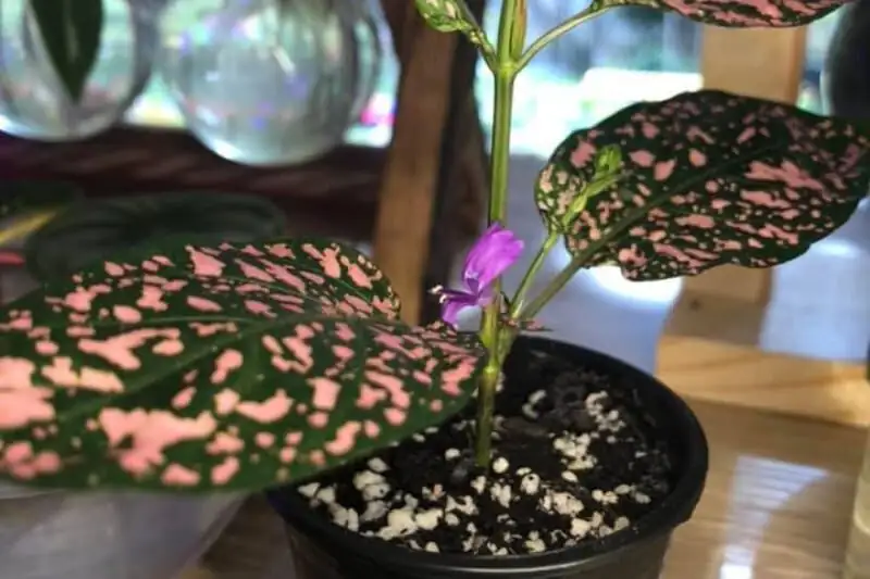 polka dot plant purple flower spike