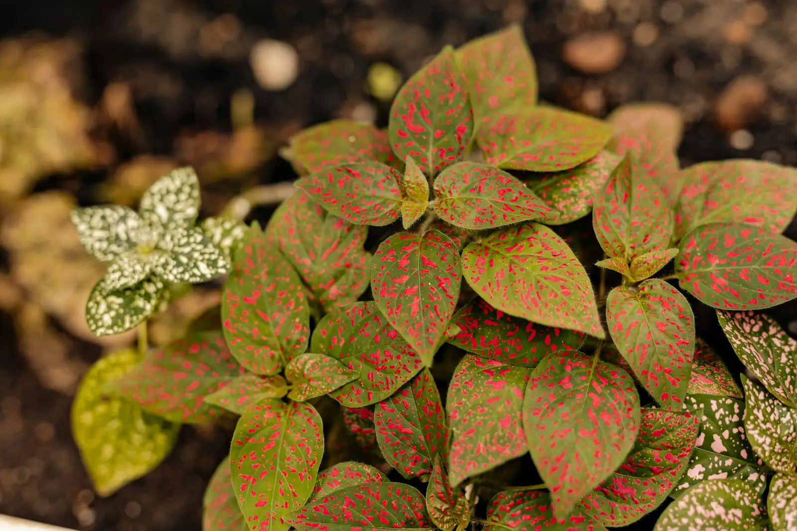 polka dot plant color varieties