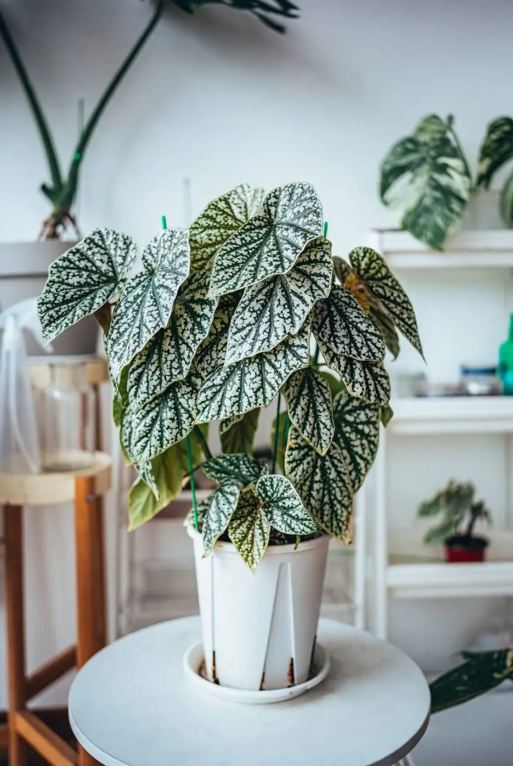 polka dot plant bedroom corner