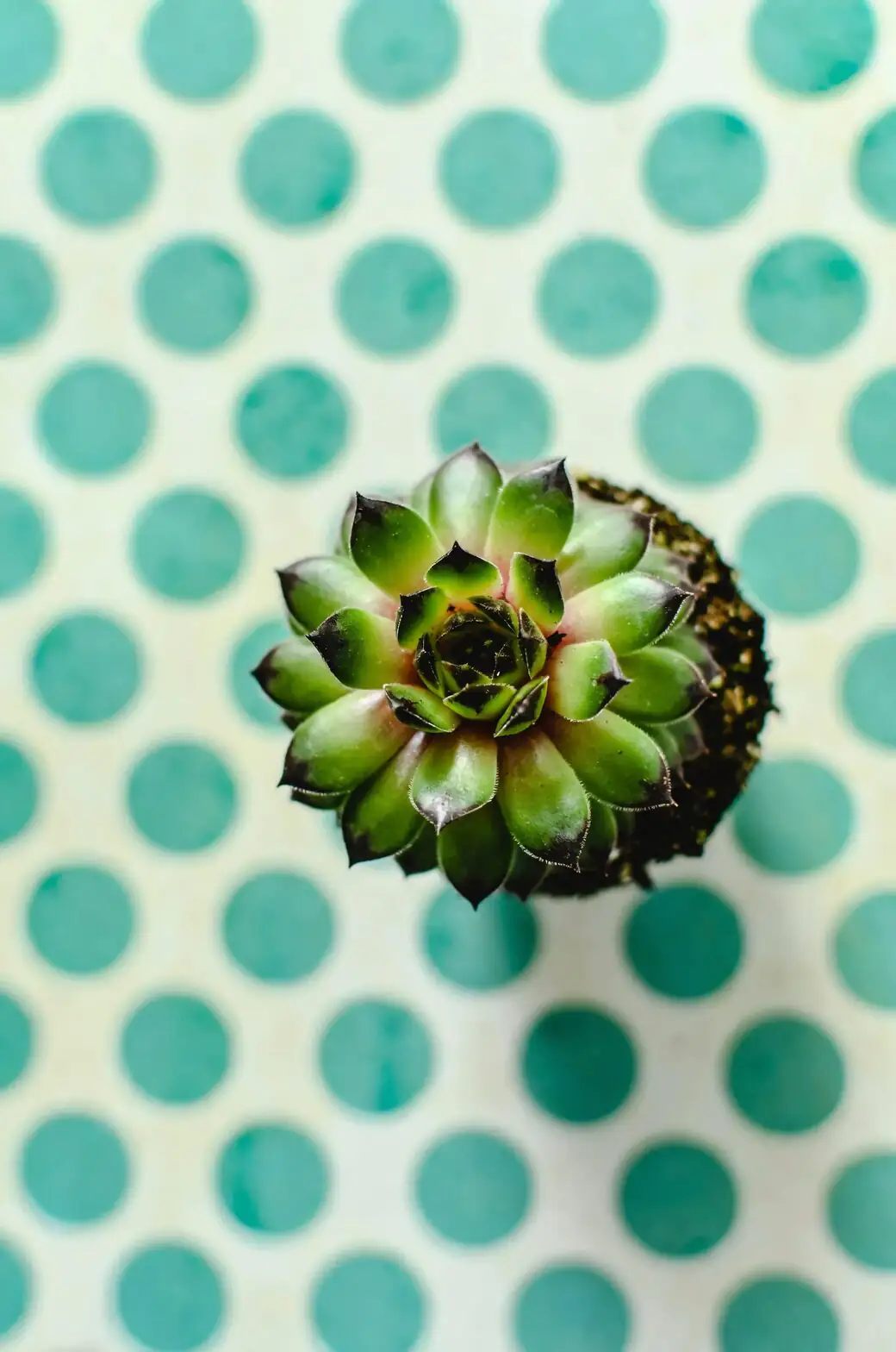 polka dot plant pinching