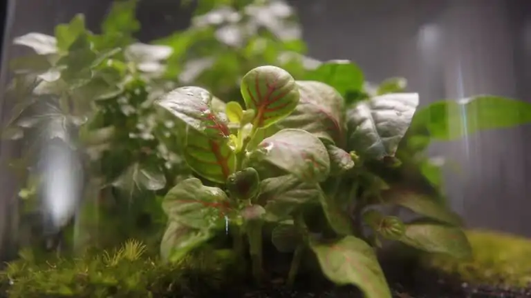 hypoestes closed terrarium substrate layers