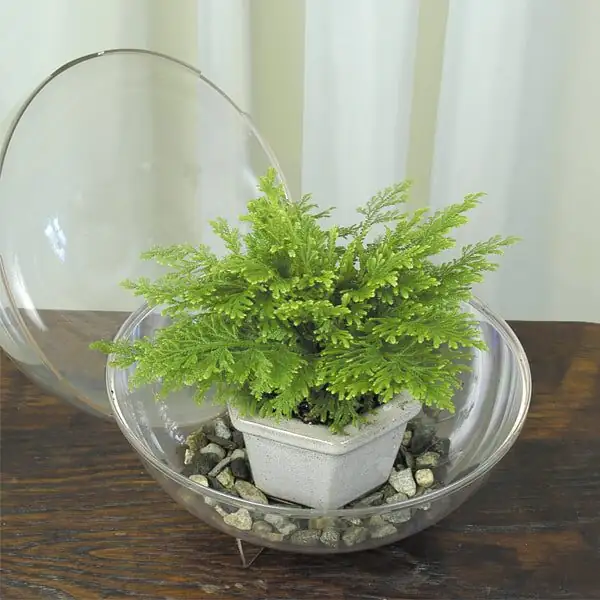 hypoestes with moss selaginella ferns