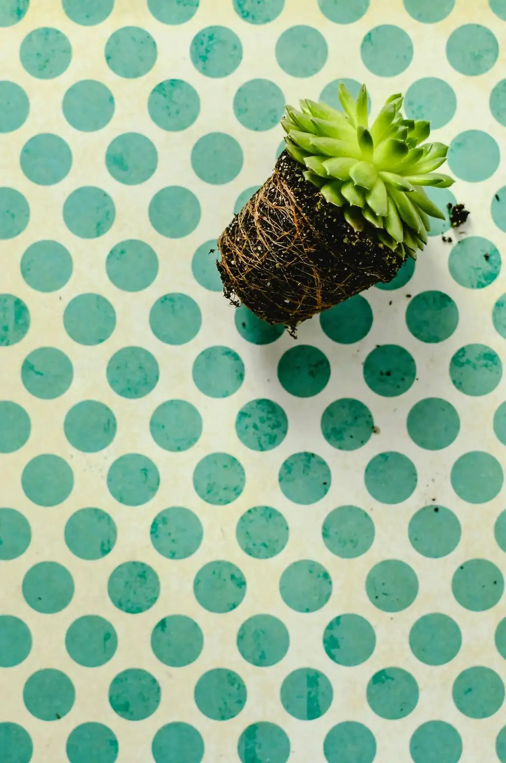 polka dot plant cluster potting top view