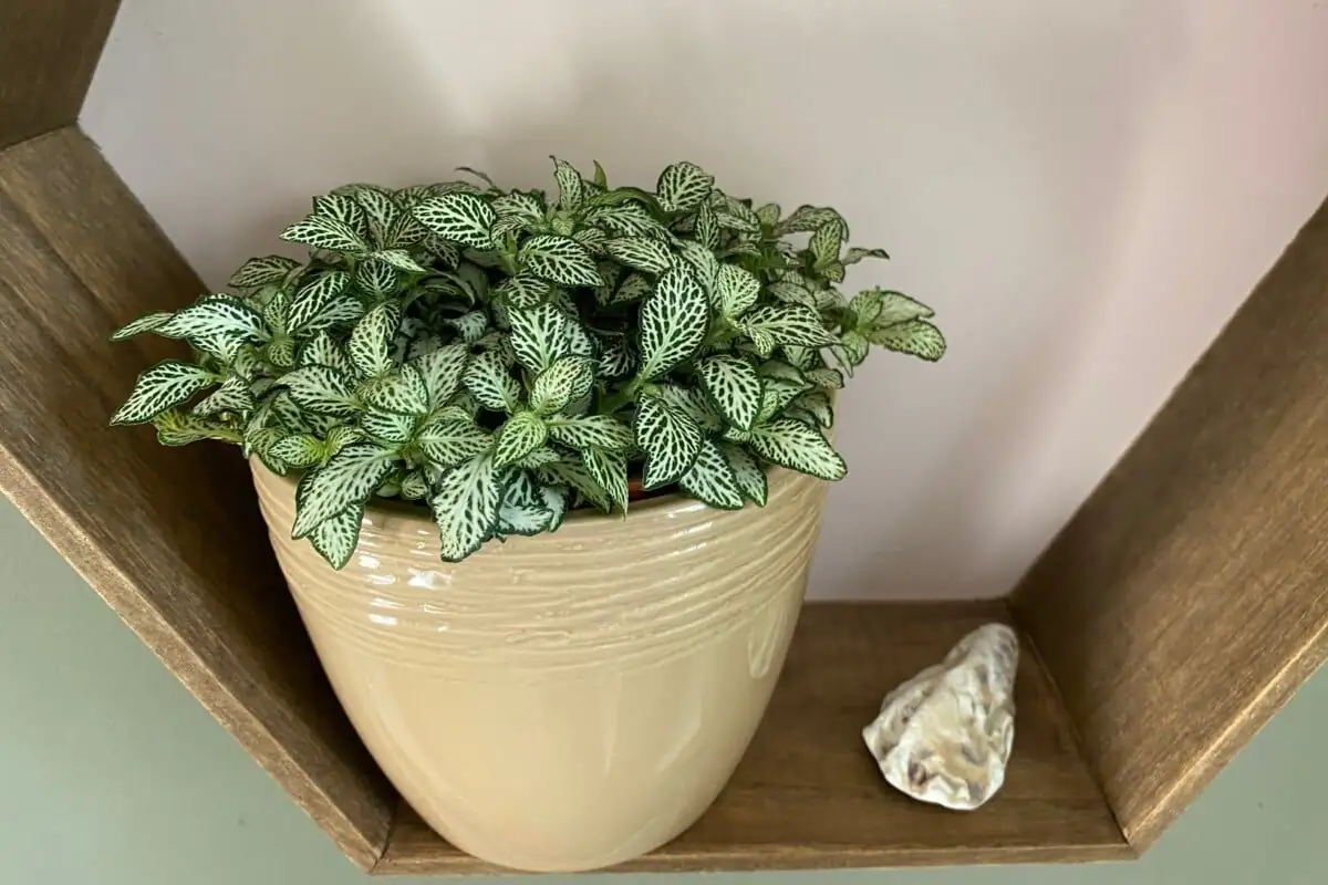 Bathroom Botanicals: Pairing Hypoestes with Ferns, Fittonia, and Moss for a Spa-Ready Shelf