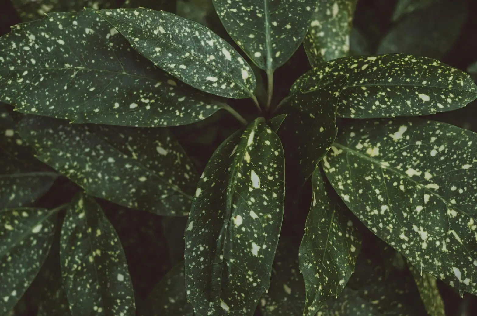 hypoestes leaf speckles close-up