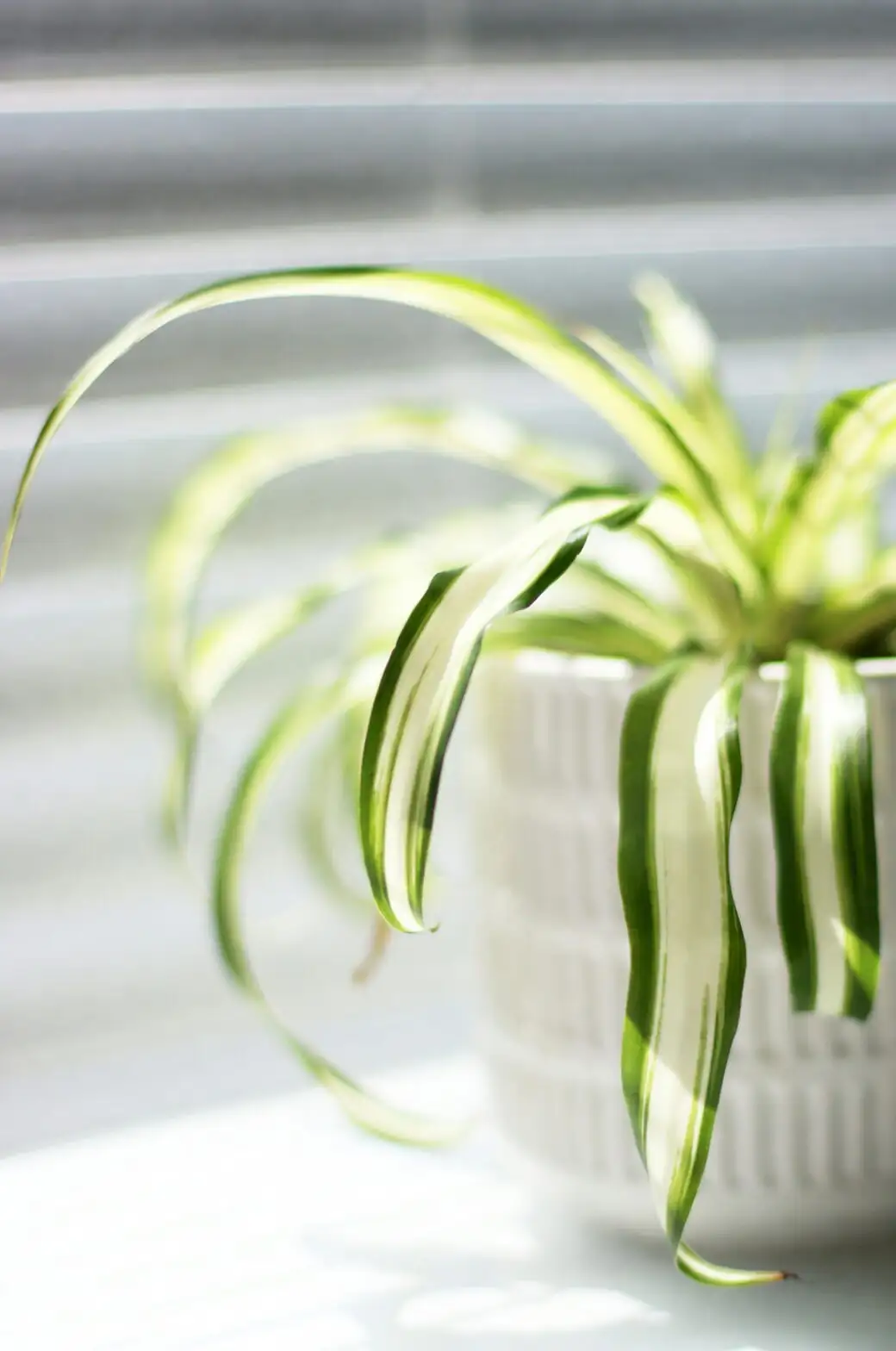 white hypoestes spider plant pothos shelf