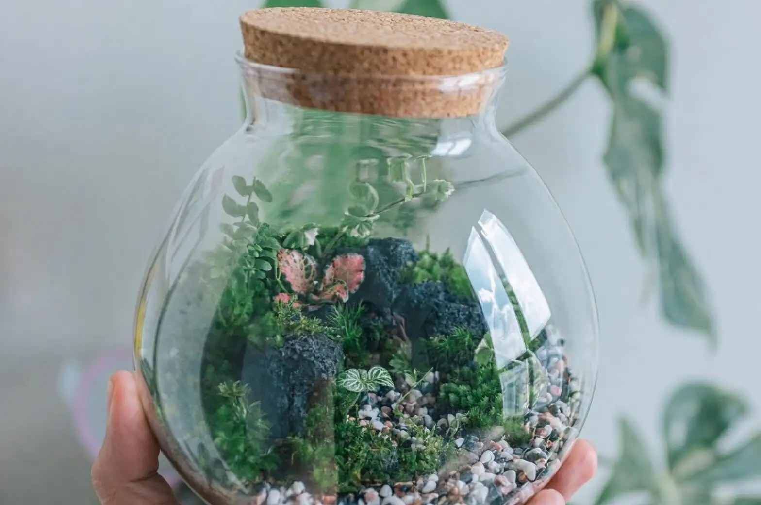 mini hypoestes terrarium moss