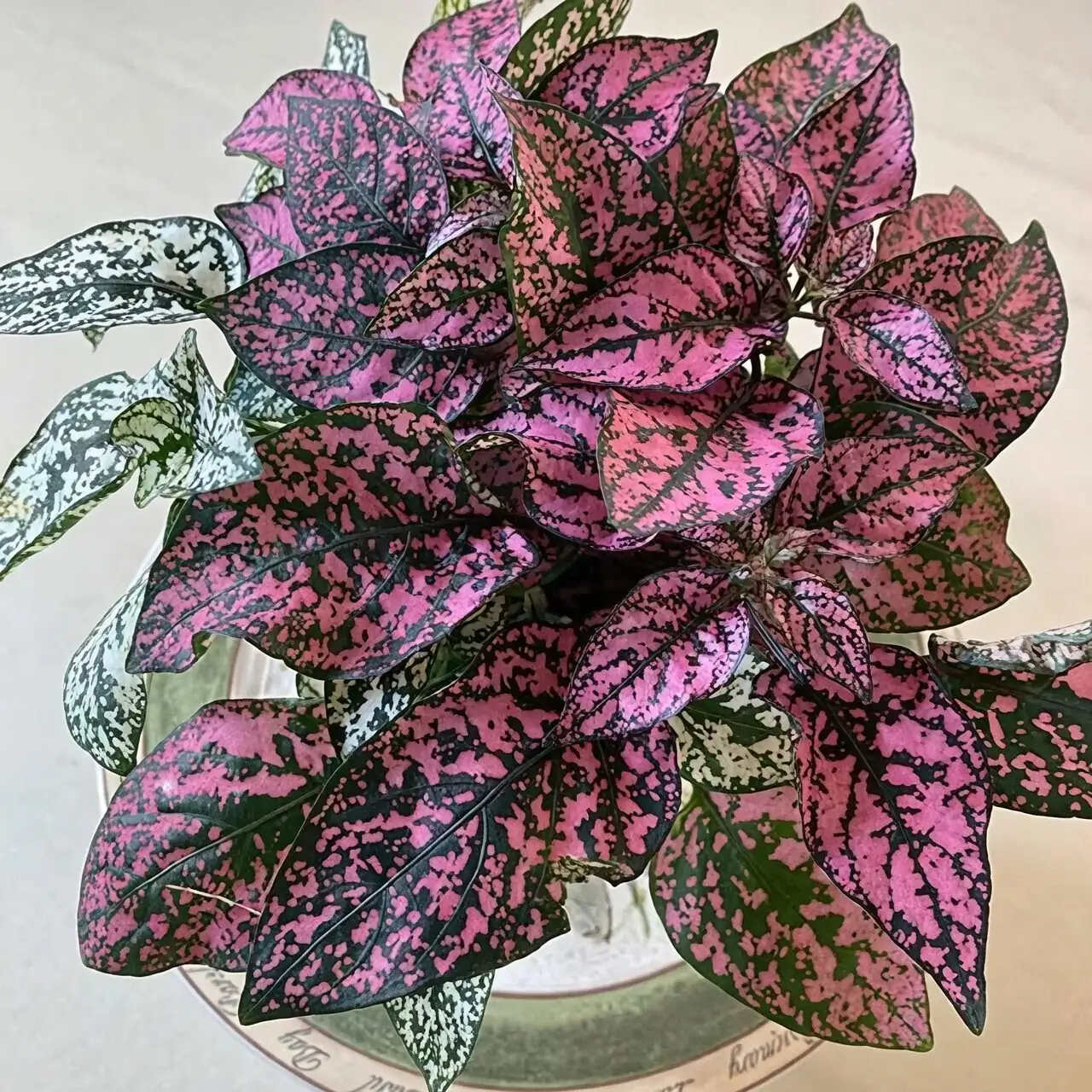 Leggy to Lush in One Month: The Hard Reset Prune and Prop Method for Hypoestes
