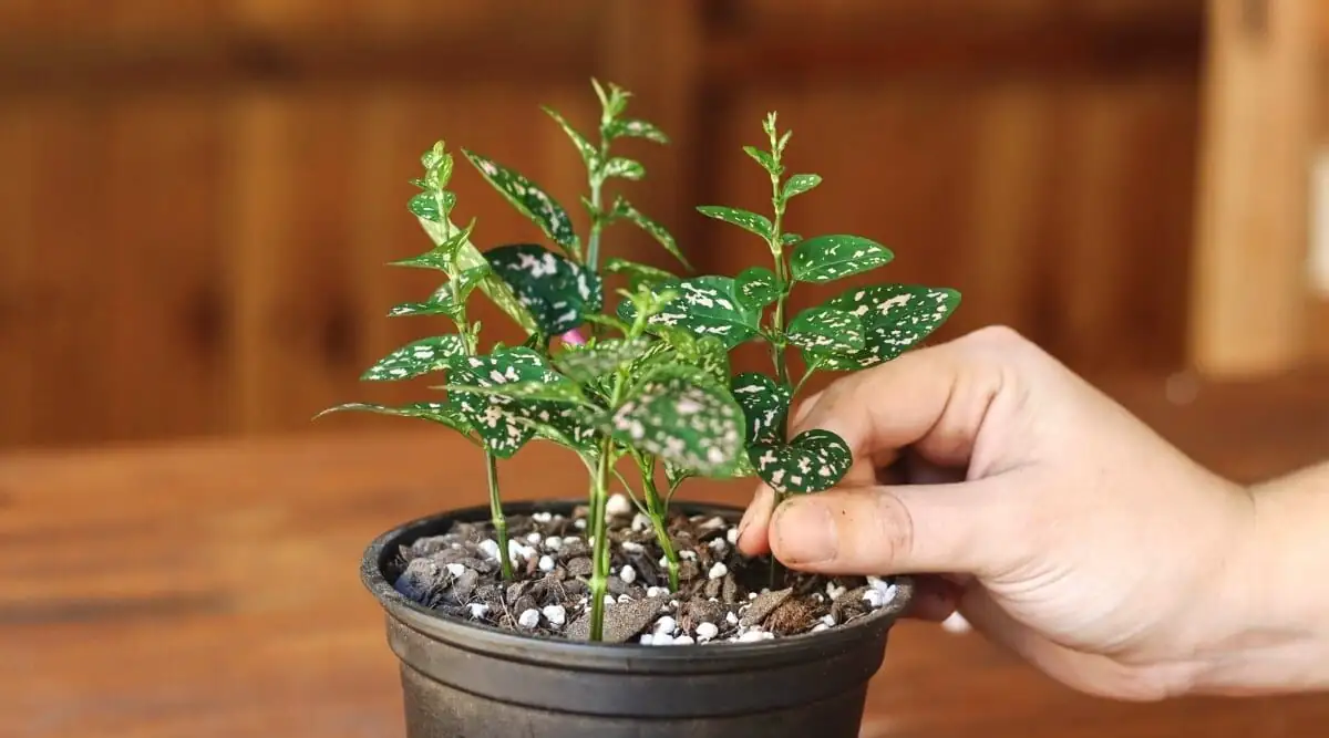 hypoestes pruning above node close-up