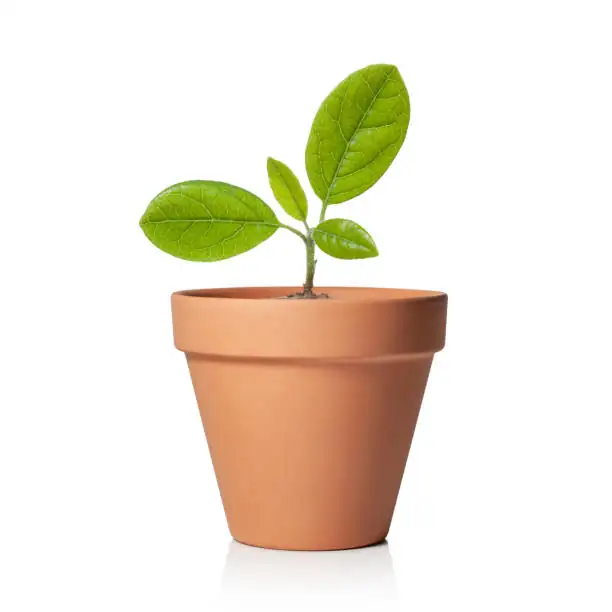 hypoestes clustered planting small pot