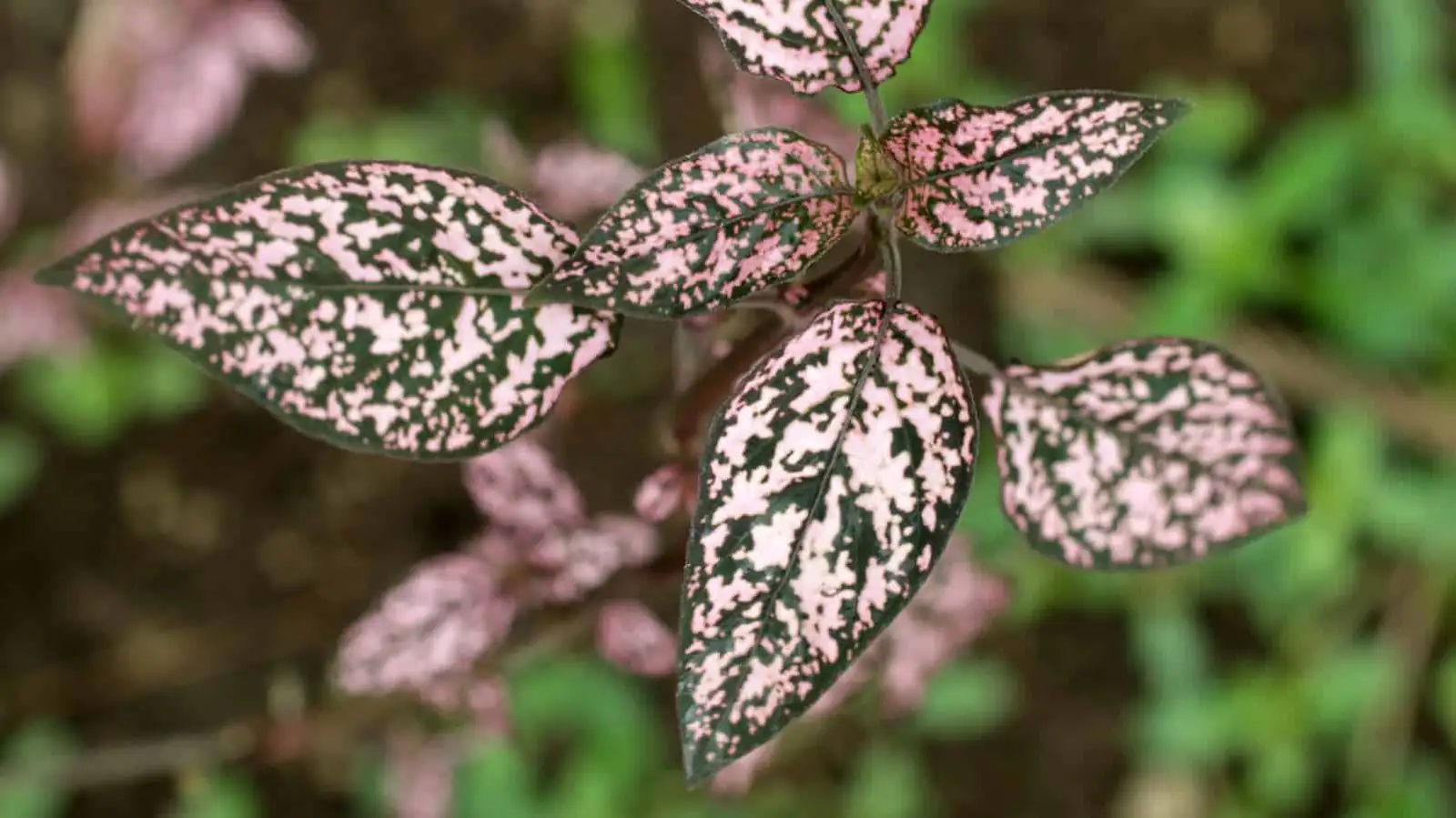 polka dot plant under LED grow light