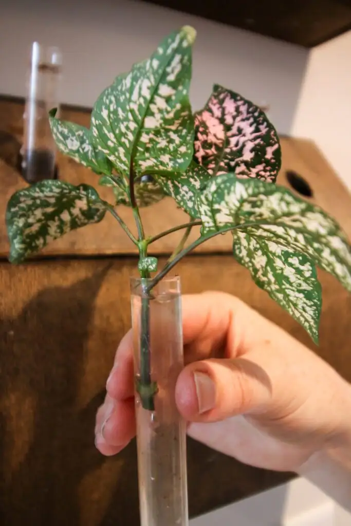 polka dot plant stem cuttings in water