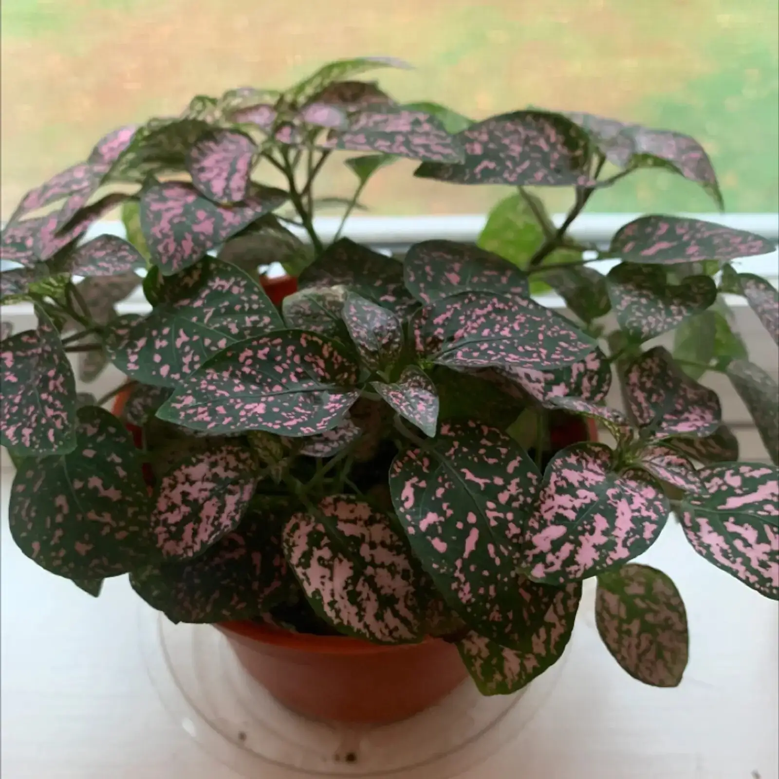 polka dot plant east window light