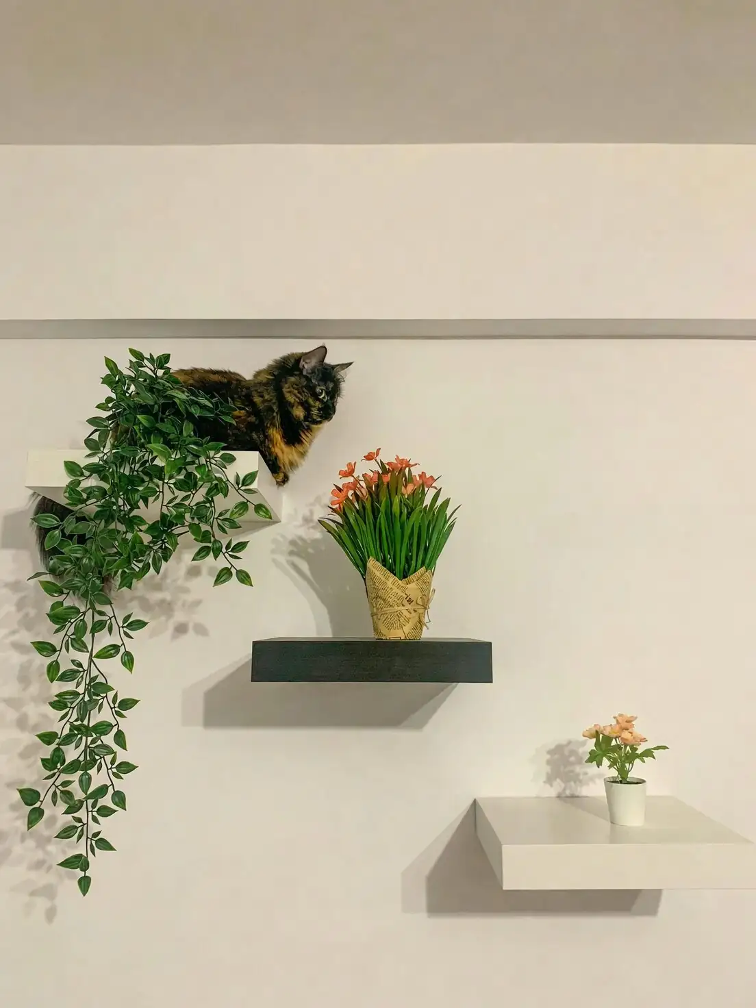 polka dot plant wall shelf cat