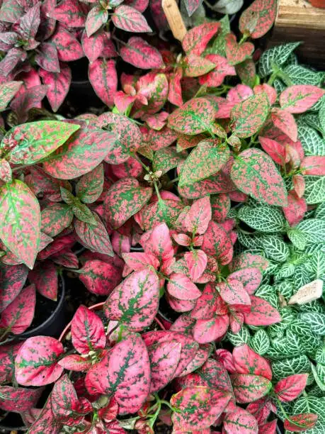 To Bloom or Not to Bloom? Managing Summer Flowers to Keep Hypoestes Leaves at Peak Color