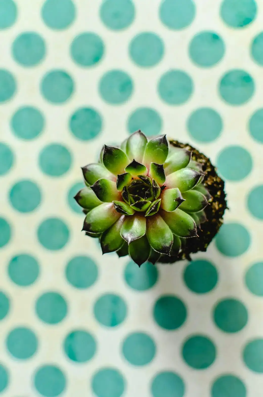 polka dot plant pinching flower spike