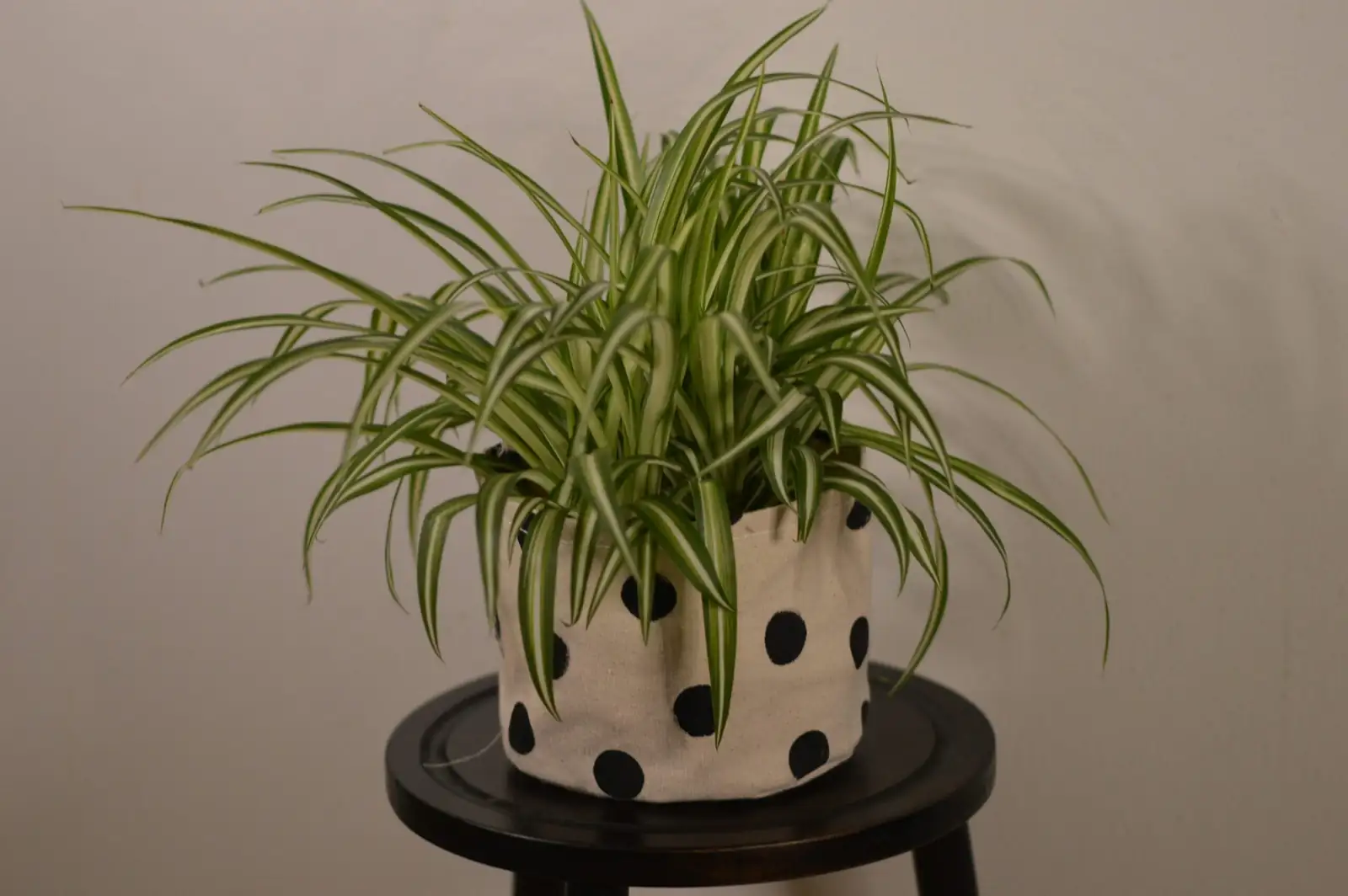 polka dot plant leggy stems
