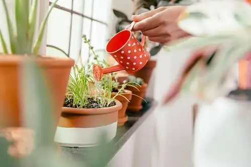 polka dot plant watering can