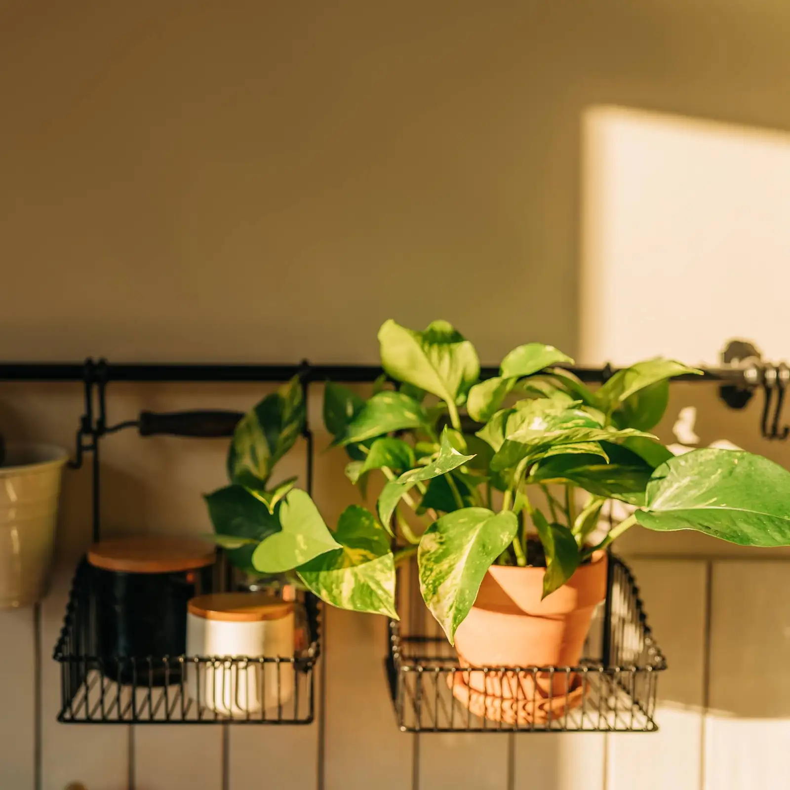 polka dot plant bathroom shelf light