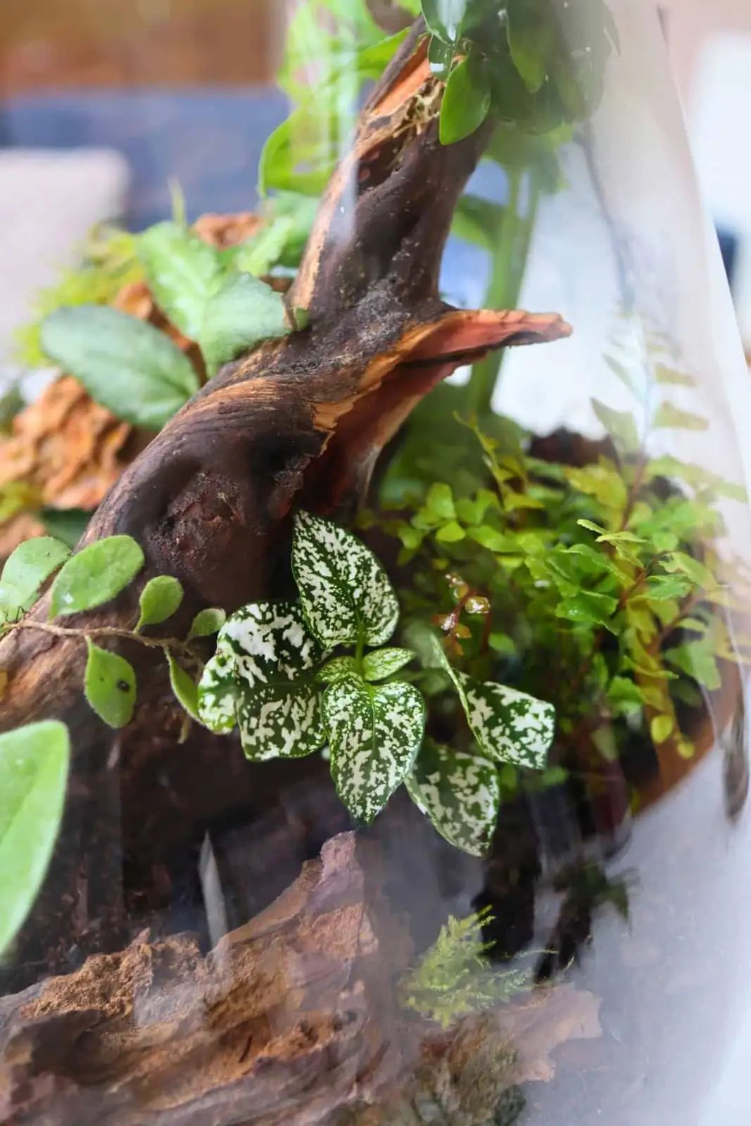 polka dot plant terrarium moss