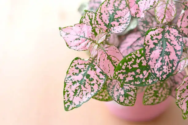 polka dot plant by window curtain