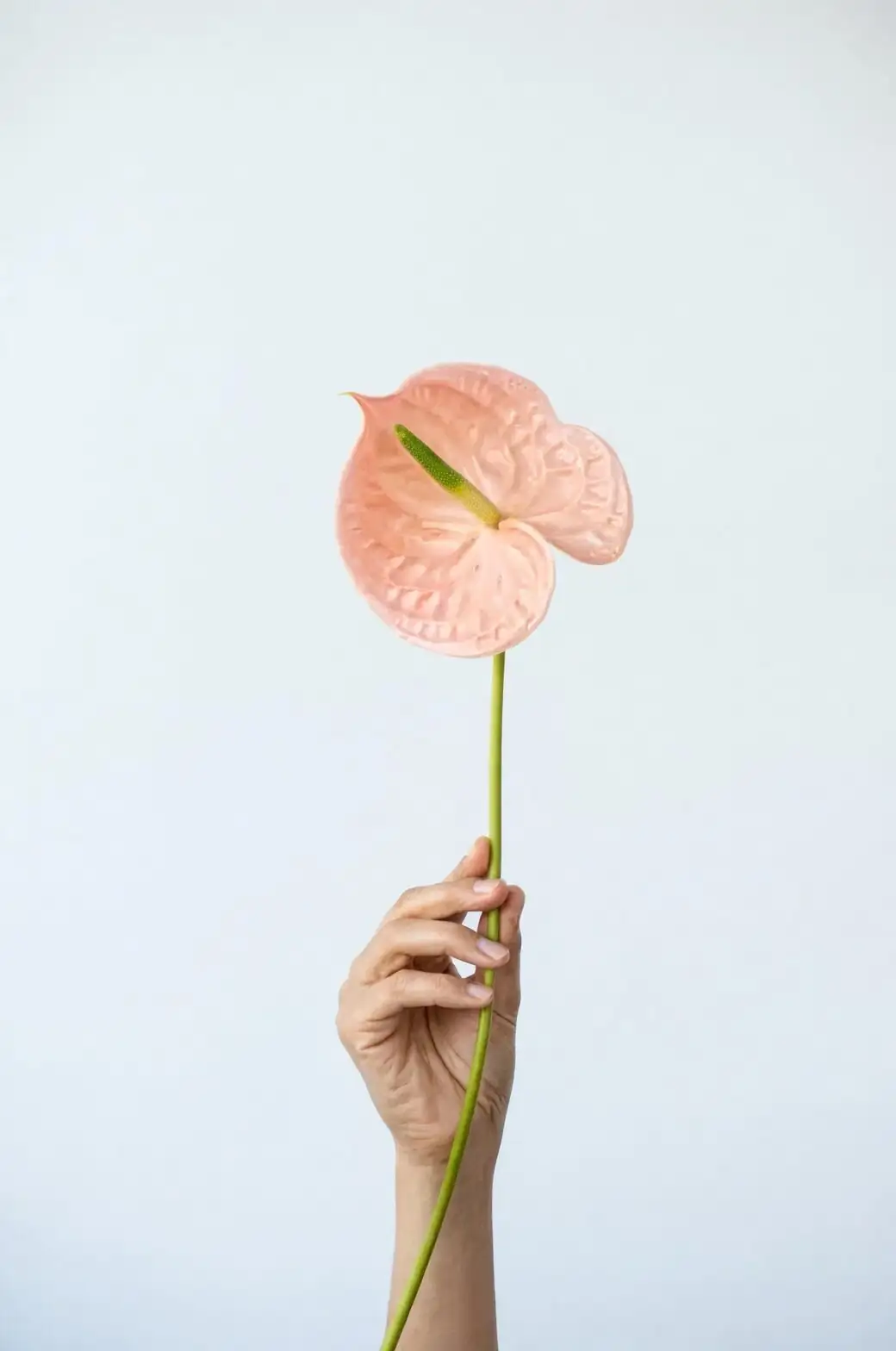 polka dot plant pinching flower bud