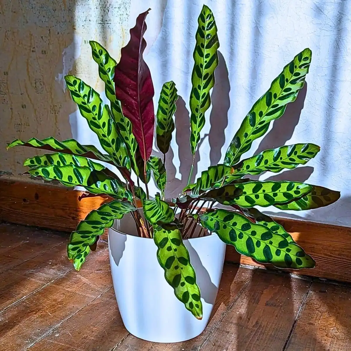 rattlesnake plant east window indirect light